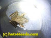 /home//u458753944/public_html/sourcegallery//Roxborough Toad Detour/2013-2019/2013/2013-05-08/P1120358.JPG